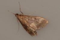 Ostrinia nubilalis