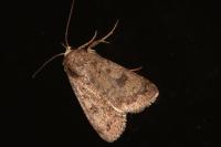 Caradrina morpheus