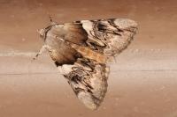 Catocala fulminea