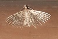 Alucita hexadactyla