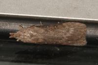 Lamoria anella