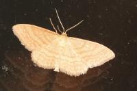 Idaea ochrata