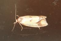 Agapeta zoegana