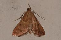 Endotricha flammealis