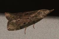 Aphomia sociella