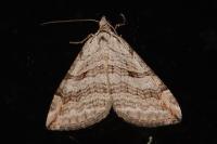 Aplocera