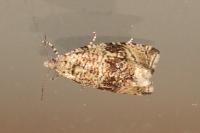Celypha lacunana