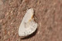 Cilix glaucata