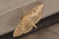 Patania ruralis