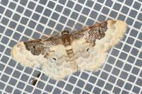 Idaea rusticata