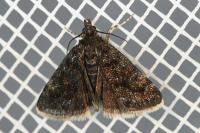 Heliothela wulfeniana