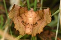 Selenia lunularia