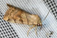 Cosmia trapezina