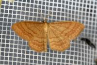 Idaea ochrata