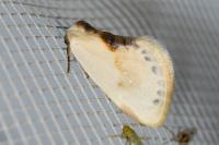 Cilix glaucata