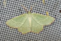 Thalera fimbrialis