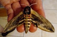Sphinx ligustri
