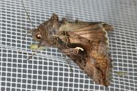 Autographa gamma