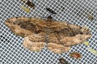 Philereme transversata