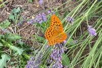 Argynnis paphia