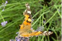Vanessa cardui