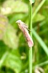 Oncocera semirubella