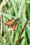 Thymelicus lineola