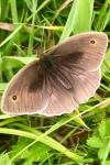 Maniola jurtina