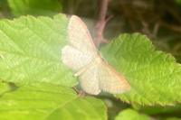 Idaea fuscovenosa