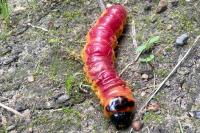 Cossus cossus