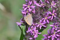 Lycaena phlaeas