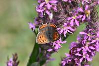 Lycaena phlaeas