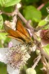 Thymelicus sylvestris