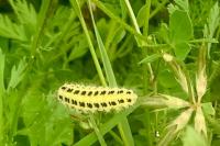 Zygaena filipendulae
