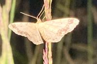 Idaea trigeminata