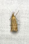 Chrysocrambus linetella
