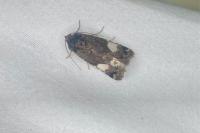 Tyta luctuosa