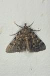 Aglossa pinguinalis