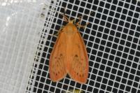 Miltochrista miniata