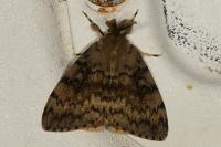 Lymantria dispar