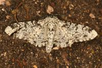 Biston betularia
