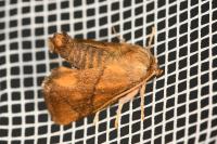 Apoda limacodes