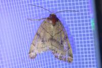 Cosmia trapezina
