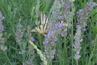 Iphiclides podalirius