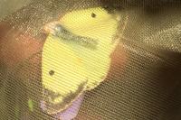 Colias alfacariensis