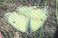 Colias alfacariensis