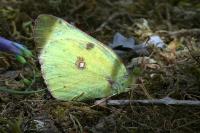 Colias alfacariensis