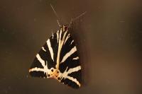 Euplagia quadripunctaria