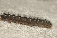 Lymantria dispar