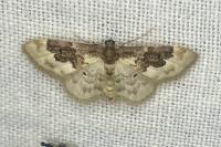 Idaea rusticata